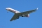 Gulfstream Aerospace G-V-SP Gulfstream G550